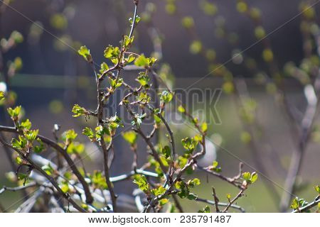 Closeup Of The Branches Of Agrus. Fresh Leaves Of Agrus Bush