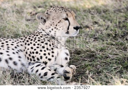 Cheetah