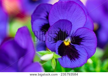 Closeup On Pansy Flower At Sunny Day.