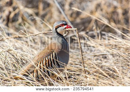 A Chukar On A Spring Morning In Colorado