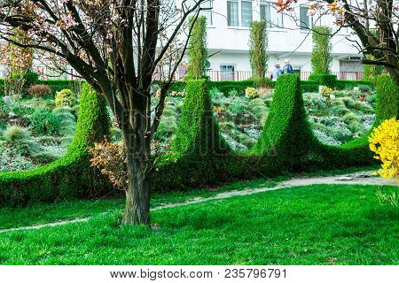 Green Hedge Or Green Leaves Wall On Isolated