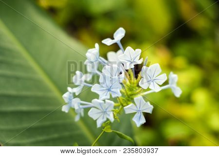 Pale Blue Inflorescence Of Plumbago Capensis Closeup