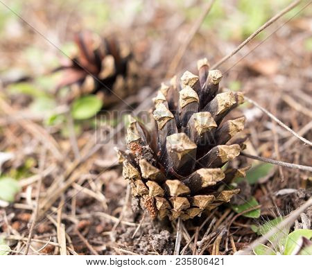 Cones On The Ground In The Forest .
