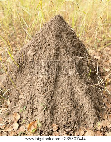 Anthill In The Open Air In The Forest
