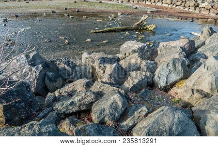 A View Of A Dead Tree Trunck In A Stream In Des Moines, Washington.
