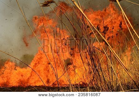 Coastal Zone Of Marsh Creek, Strong Smoke From Fire Of Liana Overgrowth. Spring Fires Of Dry Reeds D