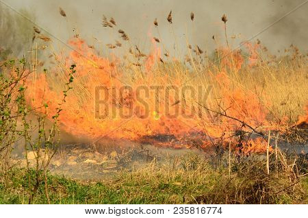 Coastal Zone Of Marsh Creek, Strong Smoke From Fire Of Liana Overgrowth. Spring Fires Of Dry Reeds D