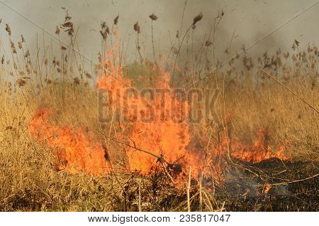 Coastal Zone Of Marsh Creek, Strong Smoke From Fire Of Liana Overgrowth. Spring Fires Of Dry Reeds D