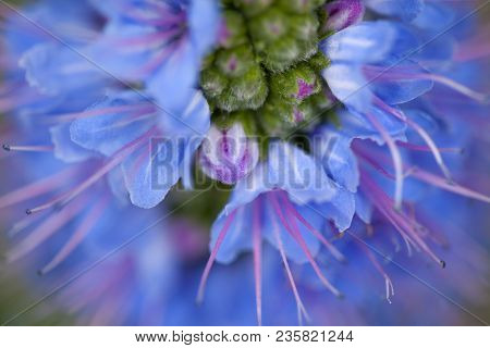 Flora Of Gran Canaria -   Echium Callithyrsum, Blue Bugloss Endemic To The Island