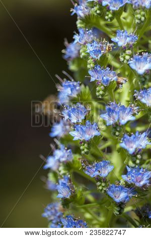 Flora Of Gran Canaria -   Echium Callithyrsum, Blue Bugloss Endemic To The Island