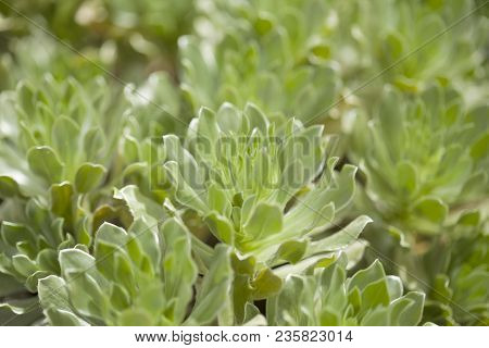 Flora Of Fuerteventura - Asteriscus Sericeus, Canary Island Daisy, Silky Asteriscus