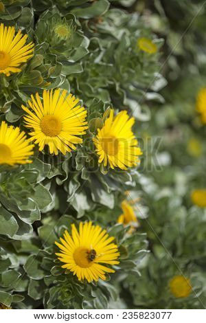 Flora Of Fuerteventura - Asteriscus Sericeus, Canary Island Daisy, Silky Asteriscus