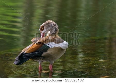 Close-up Of A Egyptian Goose Standing In A Lake In Spring.
View To A Egyptian Goose Who Is Cleaning 