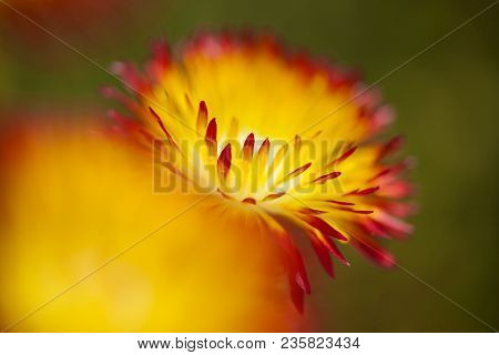 Floral Background Of Drosanthemum Bicolor, Succulent Native To South Africa