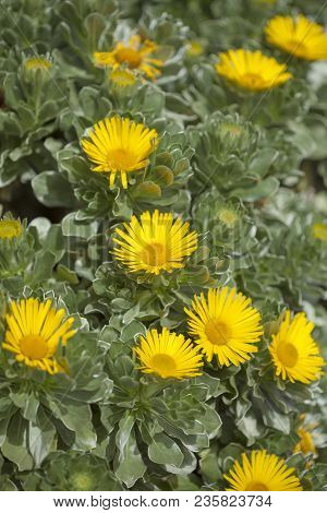 Flora Of Fuerteventura - Asteriscus Sericeus, Canary Island Daisy, Silky Asteriscus