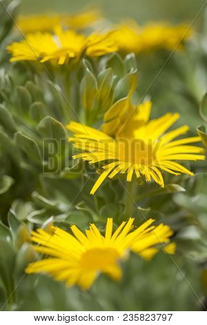 Flora Of Fuerteventura - Asteriscus Sericeus, Canary Island Daisy, Silky Asteriscus