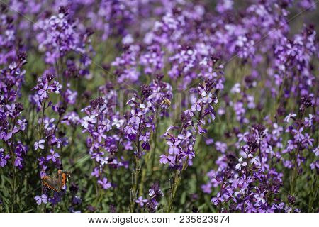 Flora Of Gran Canaria - Natural Macro Background Of  Erysimum Albescens, Endemic To The Island
