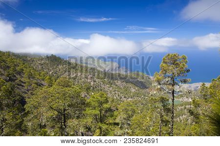 Gran Canaria, March, Tamadaba Nature Reserve, Pine Forest