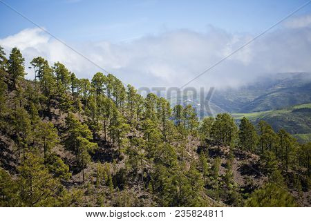 Gran Canaria, March - View From A Hiking Path In Tamadaba Nature Reserve Across Valley Of Agaete