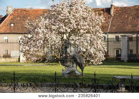 Brody, Poland - April 17, 2017: A Stone Sculpture Of A Woman On The Background Of A Blooming Magnoli