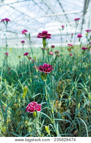 Сultivation Of Dianthus Caryophyllus, The carnation Flowering Plants In Greenhouse