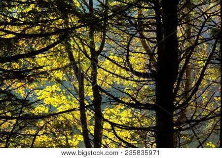 Trees In Autumn Season Background