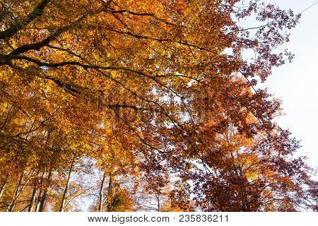Trees In Autumn Season Background