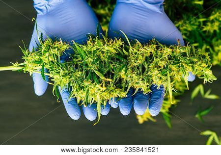 A Large Bud Of Fresh Cannabis Harvest In The Hands Of A Male Grover Concepts Of Cultivating Medical 