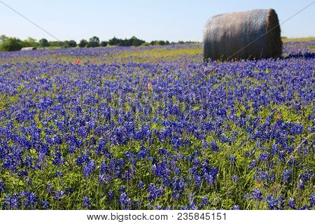 Lovely Spring Has Sprung In Brenham, Tx