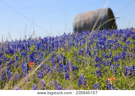 Lovely Spring Has Sprung In Brenham, Tx
