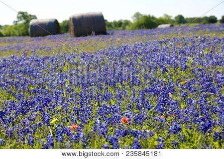 Lovely Spring Has Sprung In Brenham, Tx