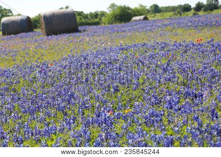 Lovely Spring Has Sprung In Brenham, Tx