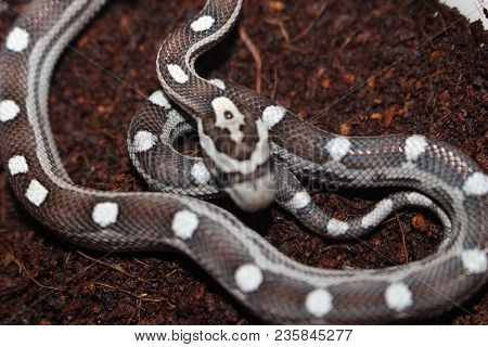 Portrait Of A Beautiful Corn Snake Very Common Pet Snake