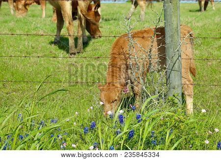 Lovely Spring Has Sprung In Brenham, Tx