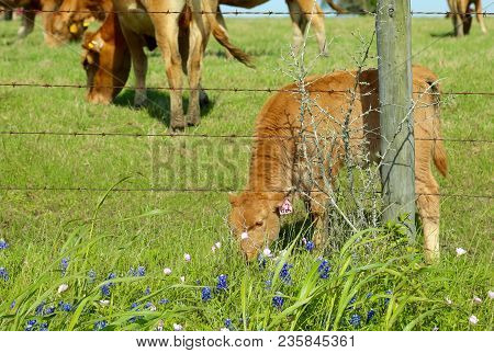 Lovely Spring Has Sprung In Brenham, Tx