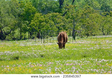 Lovely Spring Has Sprung In Brenham, Tx