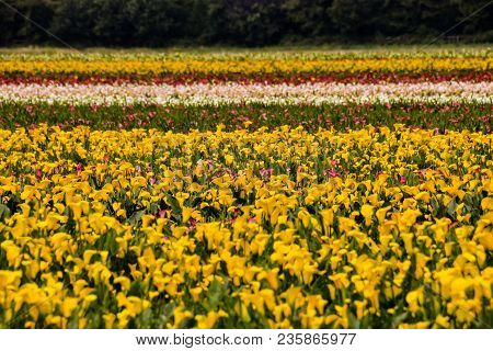 Photo Picture Of Calla Flower Colored Garden Field Cultivation