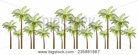 Vector Palm Trees Illustration For Your Business
