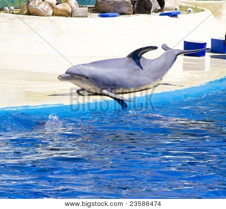 delfines saltar fuera del agua en el mar