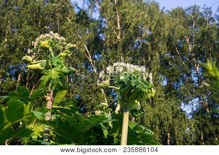 Blooming Inflorescence Of Giant Hogweed, Poisonous Weed, Outstanding By Its Aggressive Spreading, Po