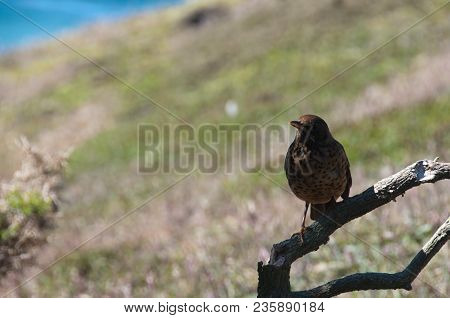 The Falkland Thrush Is Widespread And Common Throughout The Falklands. It Is Able To Utilise A Wide 