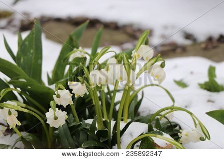 Leucojum Vernum Growing Up Through Snow And Trying Catch Some Sunshine