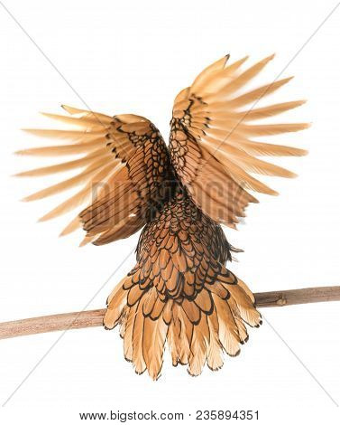 Golden Sebright Chicken In Front Of White Background