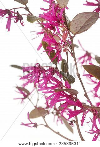Loropetalum Chinense In Front Of White Background