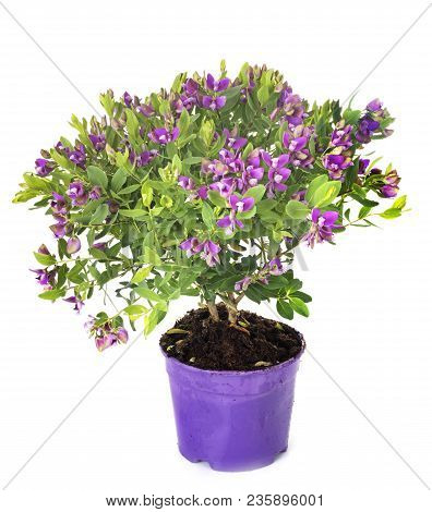 Polygala Myrtifolia In Front Of White Background