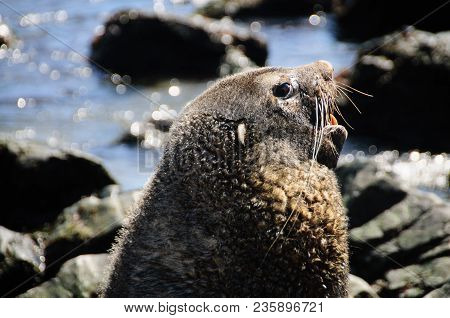 Fur Seal At Godthul