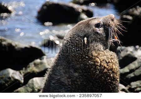 Fur Seal At Godthul