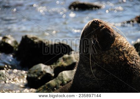 Fur Seal At Godthul