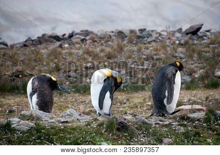 Fortuna Bay, South Georgia, Is Home To One Of The Largest King Penguin Rookeries On The Island. Here