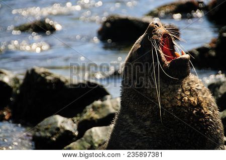Fur Seal At Godthul